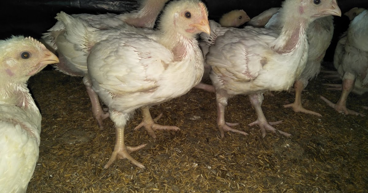 Broiler chicken's daily weight gain and feed consumption or Broiler