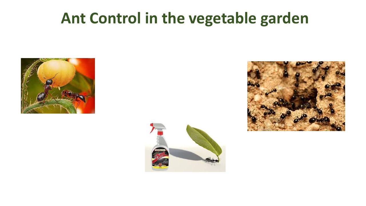 Ant Control in the vegetable garden
