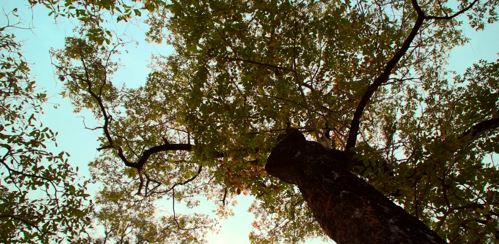 Asadal BBC Our World The Trees that Bleed (2020)