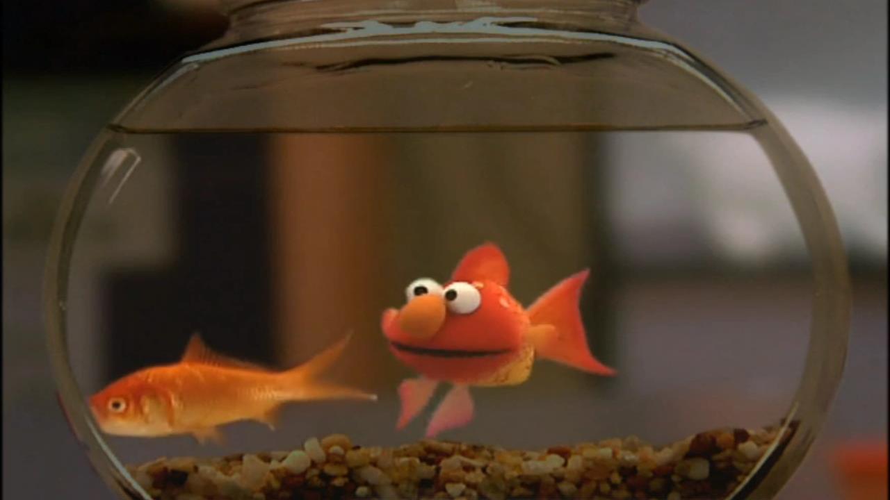 Watch Elmo's World Pets (DVD)