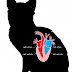 Henry Carr J refuses Abbott's mitral valve preliminary injunction