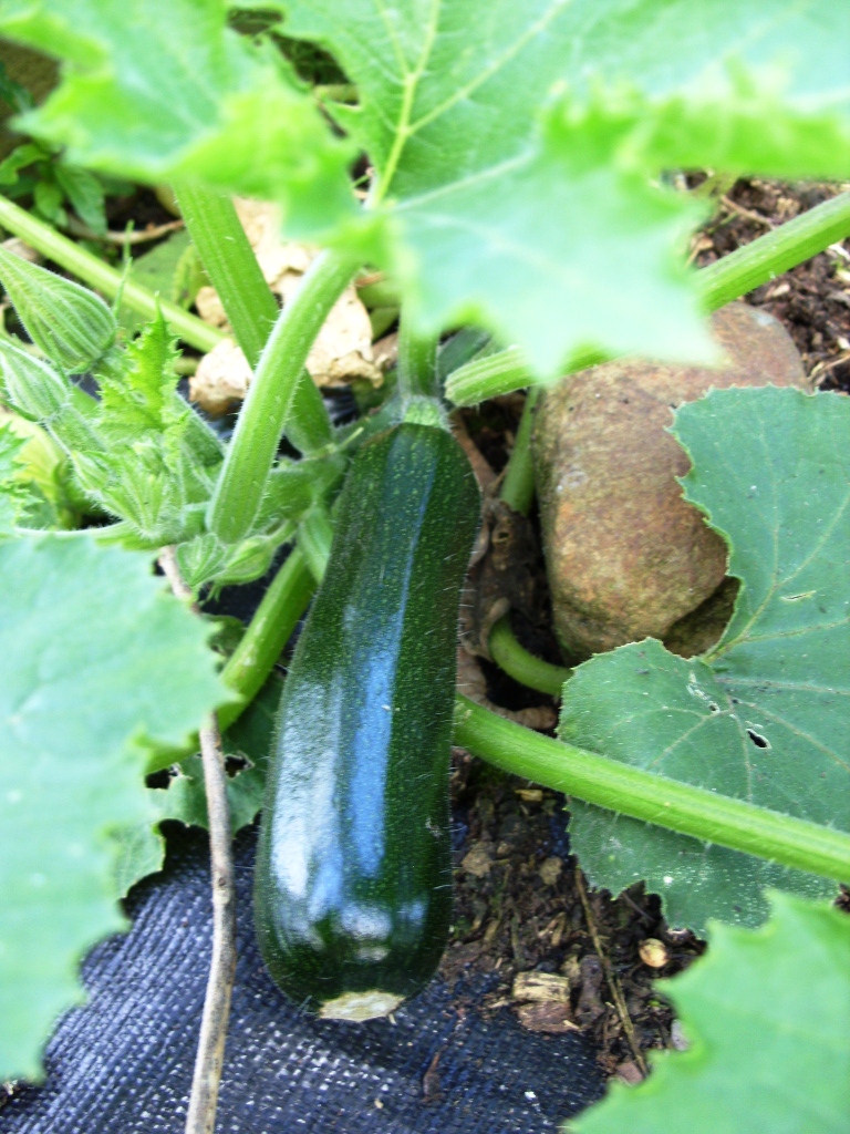 Kelli's Northern Ireland Garden Courgette Capers