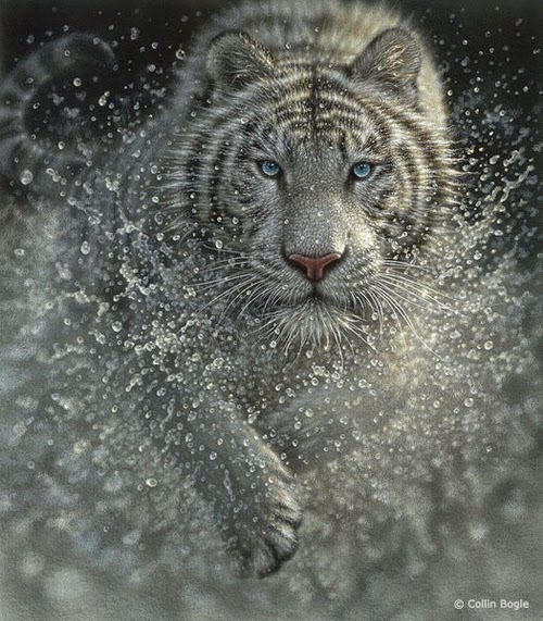 08-White-Tiger-Collin-Bogle-Animal-Wildlife-in-Art-www-designstack-co