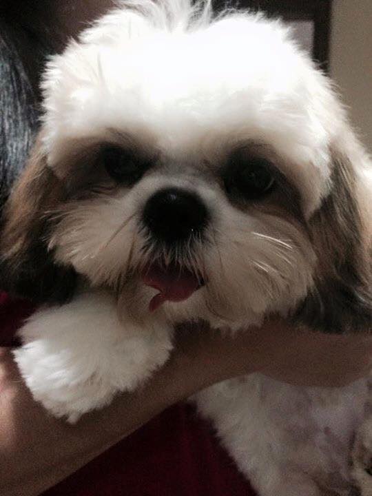 animal house dog groomer