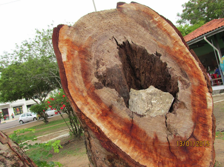 O RETRATO DAS ARVORES EM ESPAÇO PUBLICO DE MACAPÁ