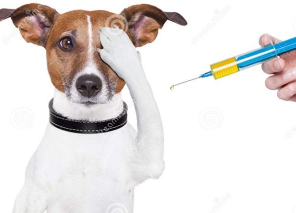 Chó bị dị ứng vacxin
