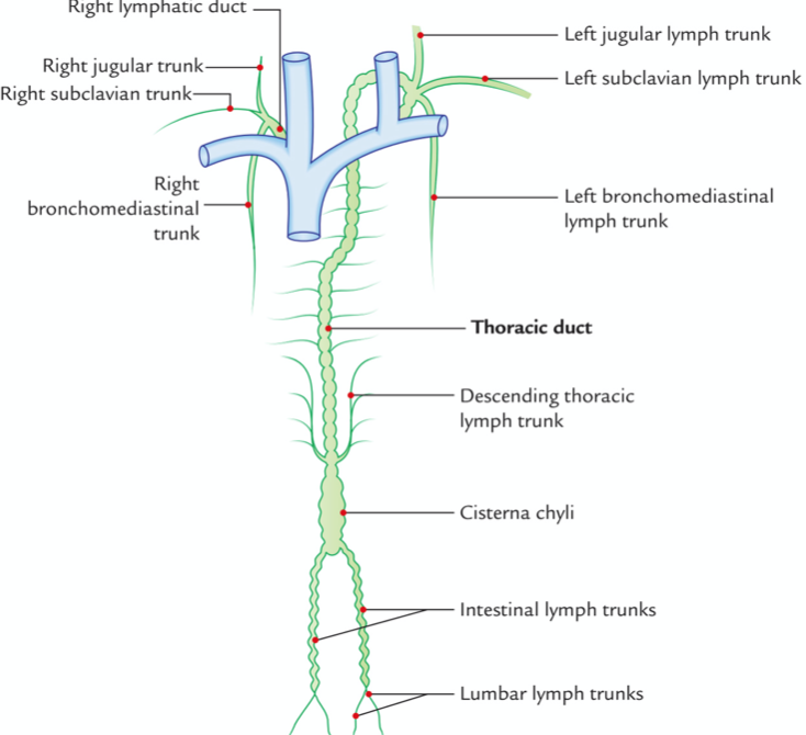 Human Anatomy Lessons: Lymphatic Drainage of Head & Neck