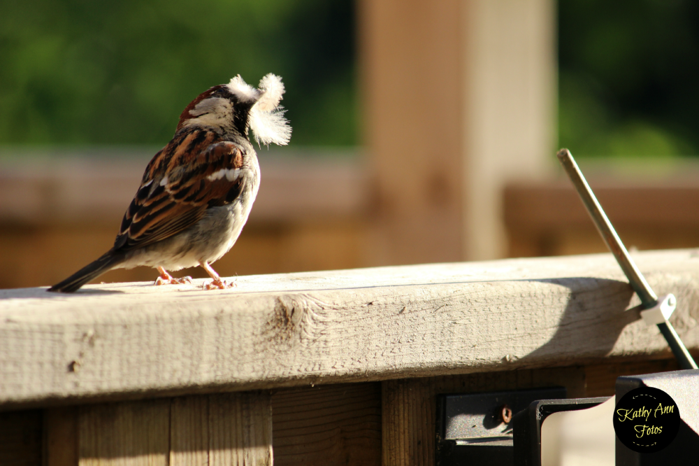 My BACKYARD BIRDS (20+ Photos)