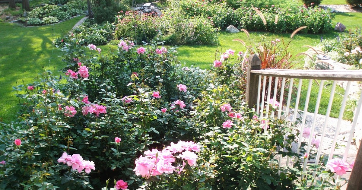 The Minnesota Rose Gardener The Minnesota Rose Gardener S Rose