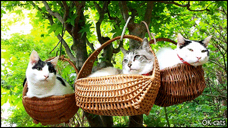 Funny Cat GIF • 3 cool cats chilling in wicker baskets hanging from a tree! Funny Cat GIF • 3 cool cats chilling in wicker baskets hanging from a tree!