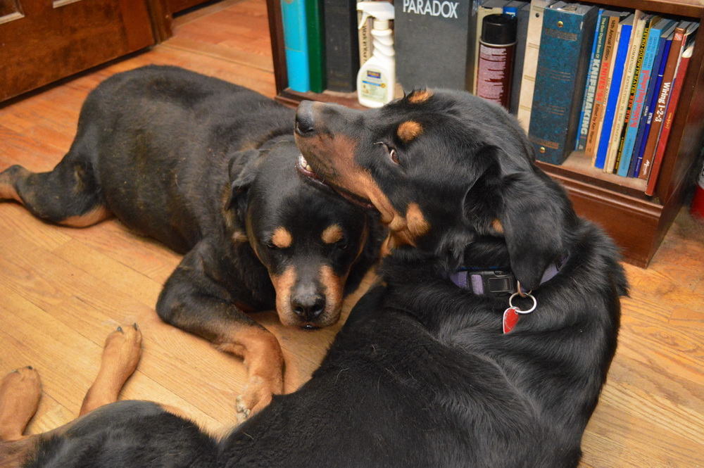Living with Rottweilers We're getting tired of staying indoors