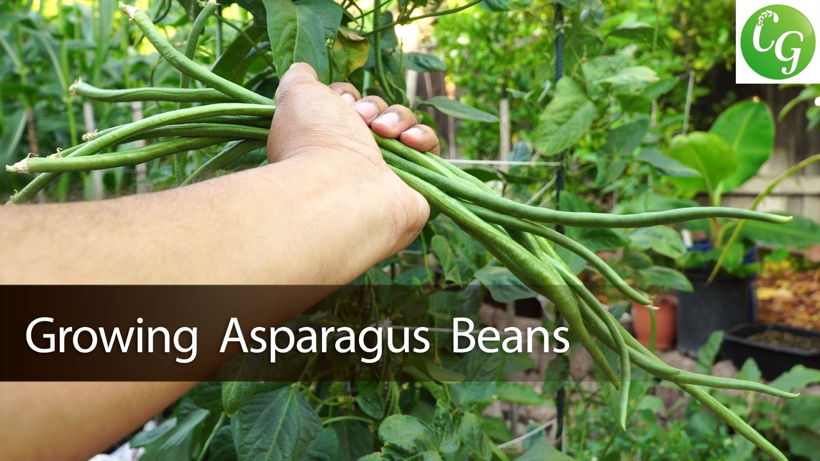 California Gardening How to Grow Asparagus or Yard Long Beans in