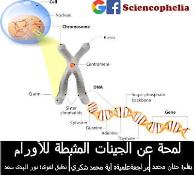 الجينات المثبطة للورم - ساينسوفيليا