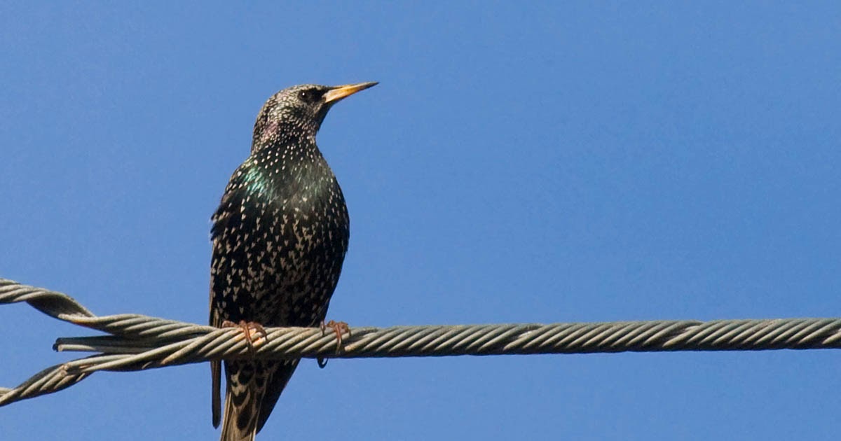 A final 10 common backyard birds in San Diego Greg in San Diego