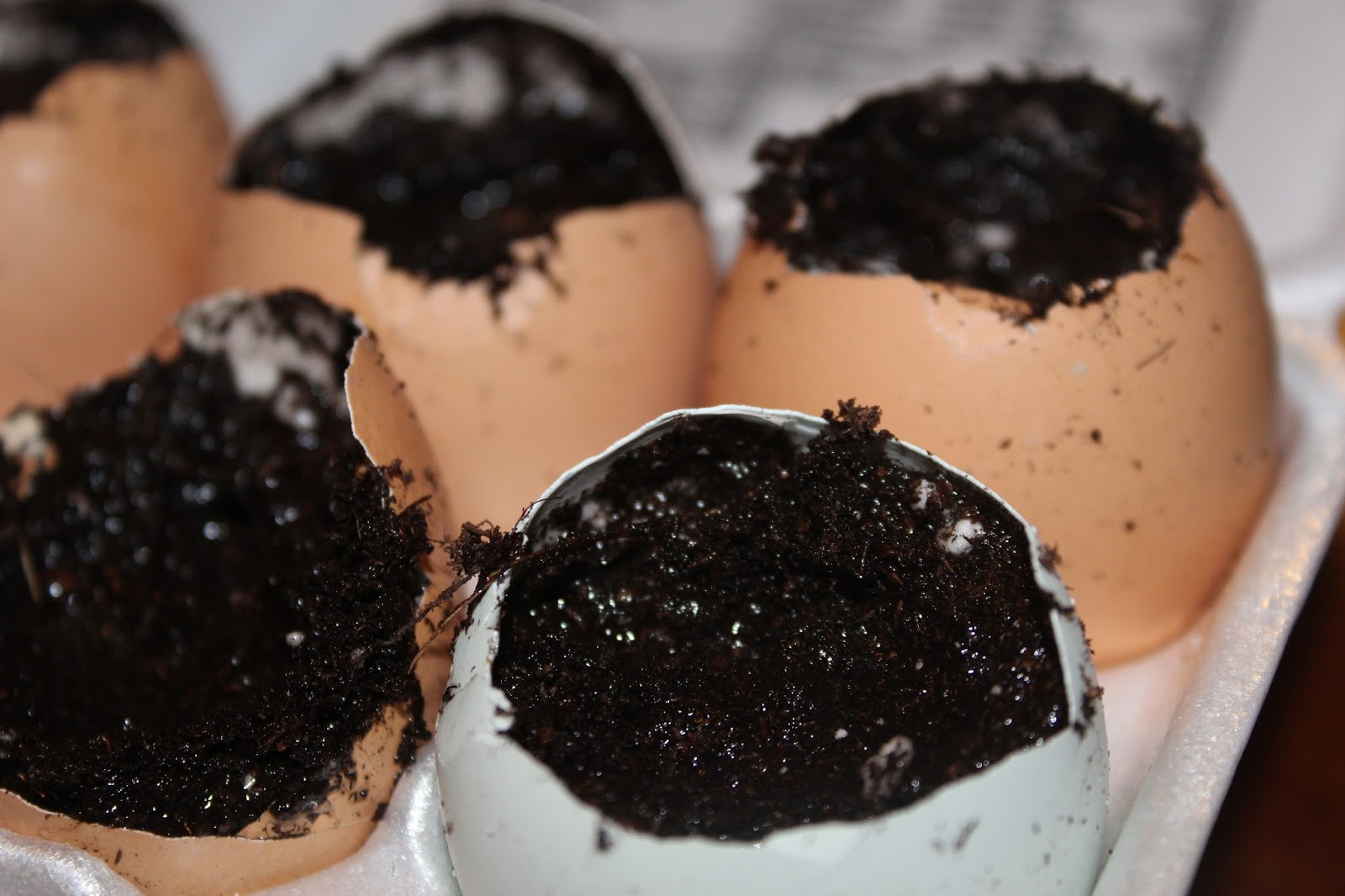 Nourished Soul Guru Recycled Egg Shells For Calcium Rich Soil