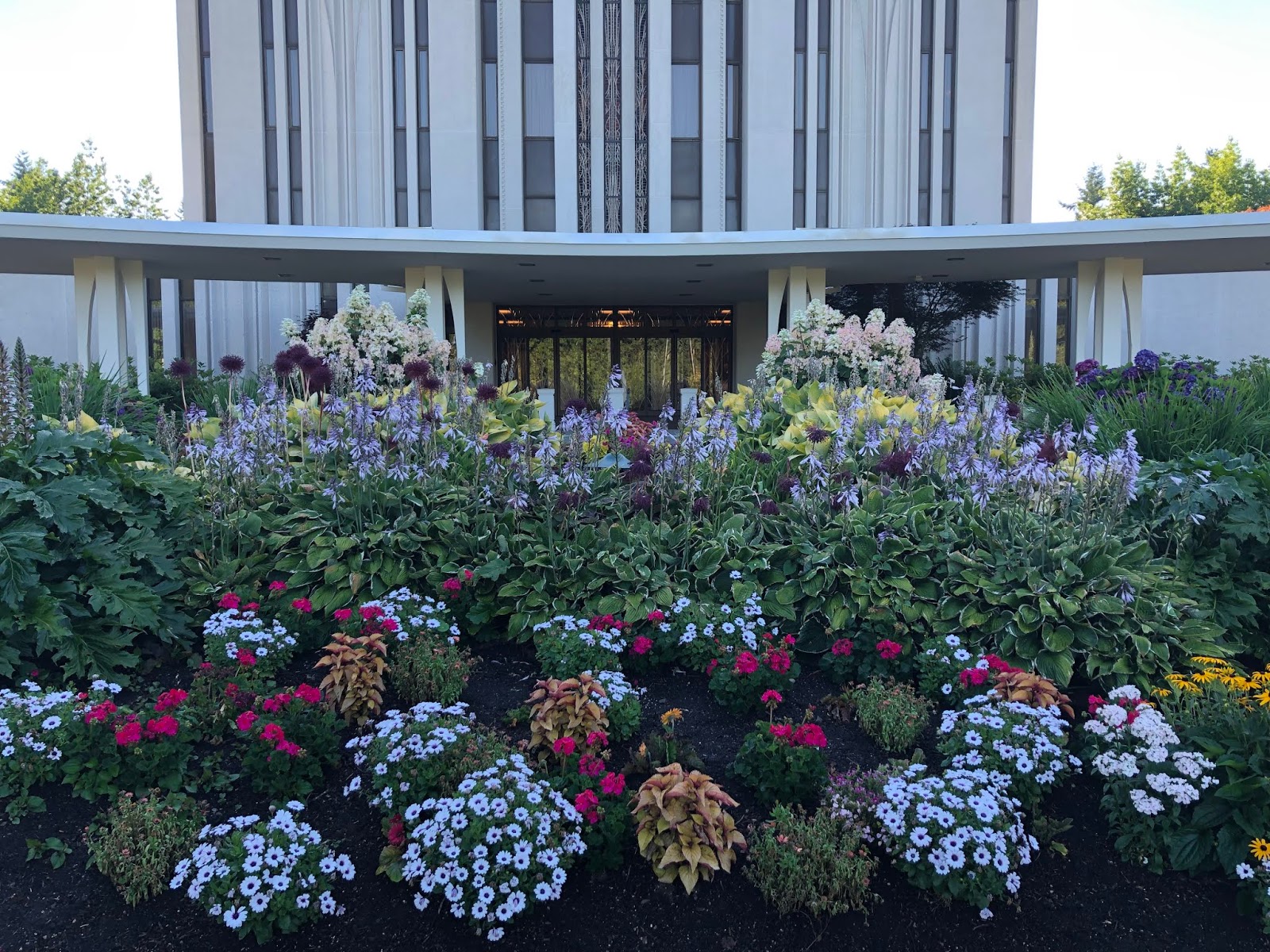 Seattle Garden Ideas Pieris Japonica