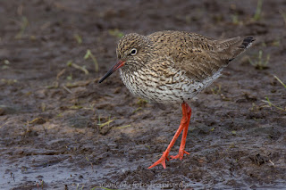 Rotschenkel Naturfotografie Wildlifefotografie Tierfotografie Nikon