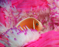 Most Beautiful Colorful Fish HD Pictures Exotic Collection