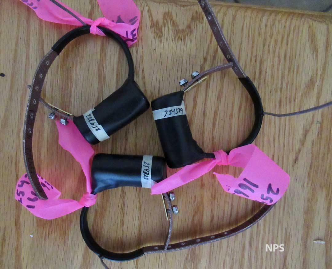 Friends of the Island Fox Fox Foto Friday Radio Collars Arrive!