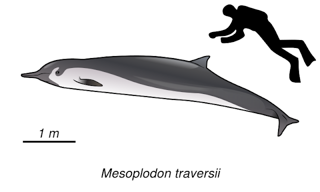 Kürek dişli gagalı balina ortalama bir insan ile boyut karşılaştırması