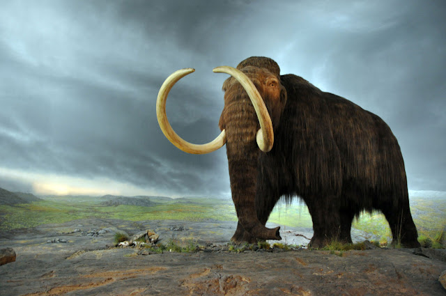 Woolly Mammoth Cloning 