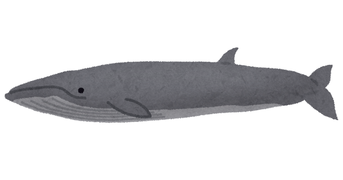 イワシクジラのイラスト 鯨 かわいいフリー素材集 いらすとや