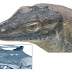 Here's Why an Ancient Lizard Had 4 Eyes