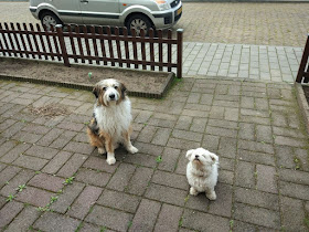 Rehabilitación: El primer escalón para la convivencia con un perro desocializado