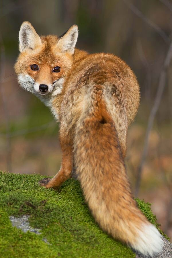 fluffybutts: long fluffy fox tail