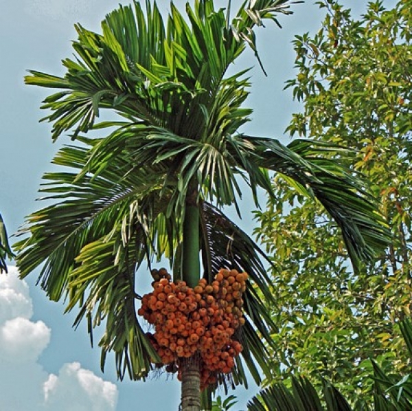 Орех арека. Орехи пальмы арека. Орех арека листья бетеля. Дерево пальма катеху в интерьере. Арека катеху семена.