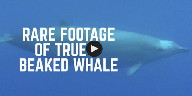 True beaked whale 