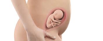 Yang penting dalam trimester kedua bayi Anda