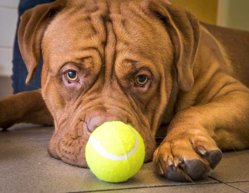 Nothing To Do With Arbroath Warning after puppy swallowed whole tennis