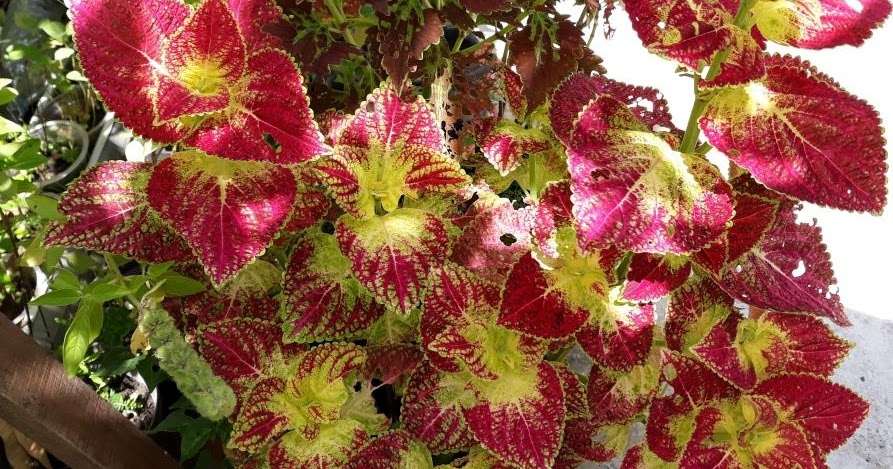 Jadikan Rumah Anda Lebih Berwarna Dengan Coleus Desain Lanskap