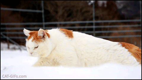 Funny Cat GIF • famous ‘Shiro’ still does his routine patrol even snowing day even with cold paws Funny Cat GIF • famous ‘Shiro’ still does his routine patrol even snowing day even with cold paws