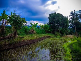 Natural Beauty Of Agricultural Lands Of The Rice Fields At Ringdikit Village North Bali Indonesia