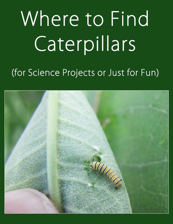Raising Butterflies Where to Find Caterpillars (or Eggs)