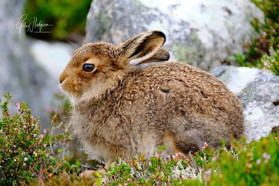 TARMACHAN MOUNTAINEERING MOUNTAIN HARE PHOTOGRAPHY