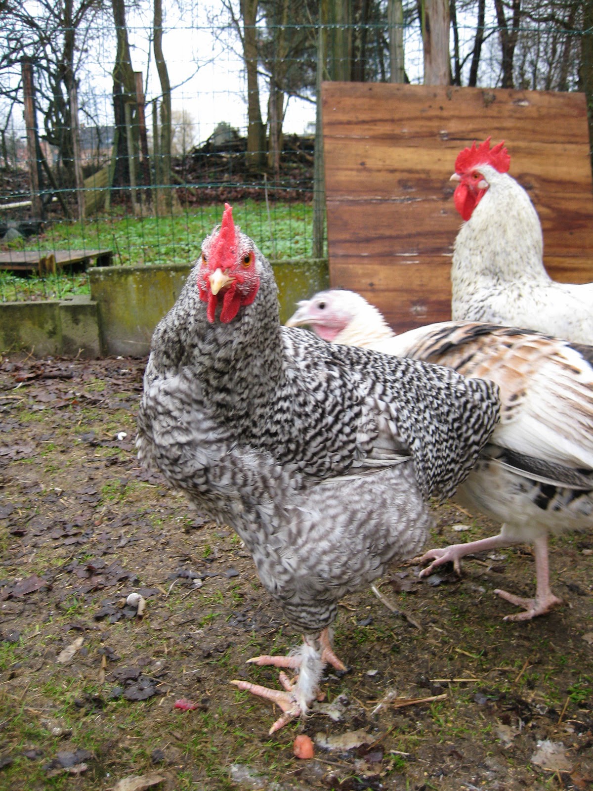 Love & Living the Good Life Our free range meat chickens
