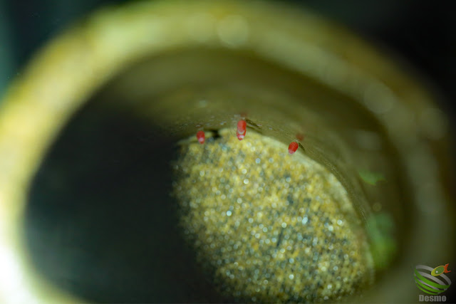 Apistogramma sp. Pacman from Rio Guaviare