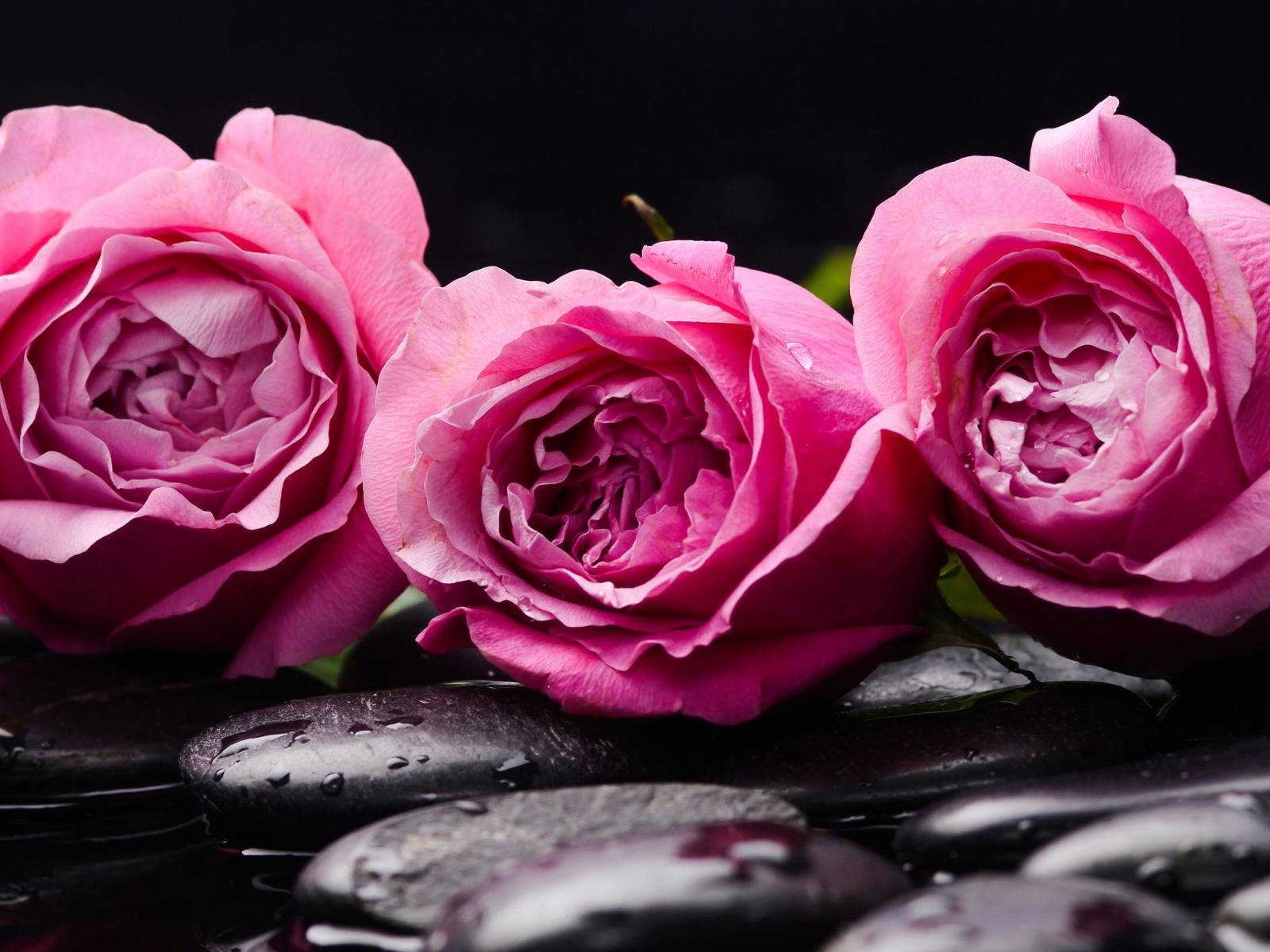 اجمل الورود الرومانسية 2019 خلفيات جميلة Beautiful Natural Romantic Hd