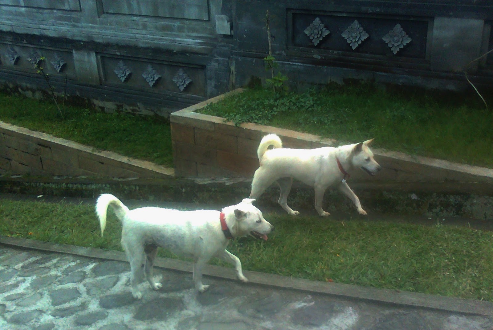 Ni Wayan Rinawati: Nasib anjing kintamani