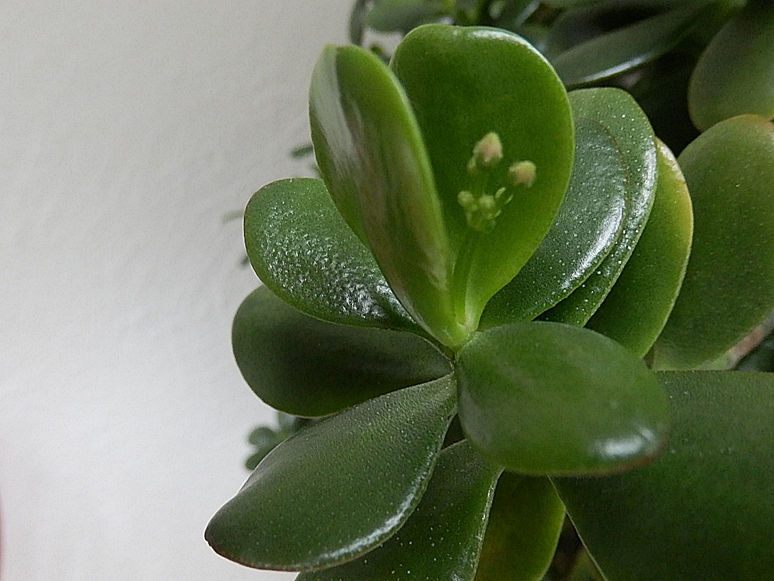 Mike's Cornwall The Jade Money Plant Attracts Money!