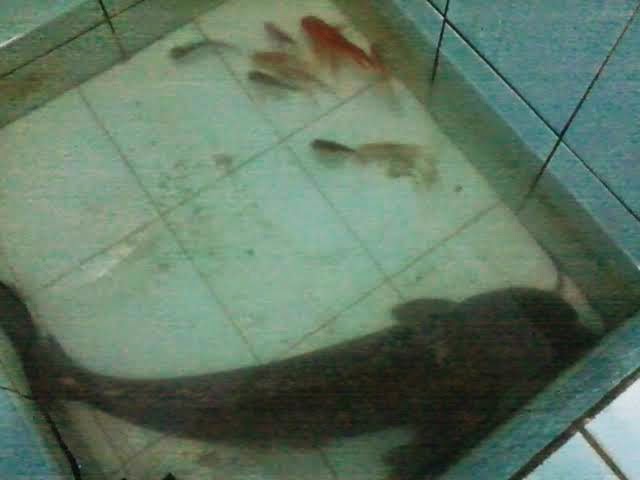 Arti Mimpi Melihat Ikan Lele Di Bak Mandi Pertanda Akan Sakit Hati -  Primbon88