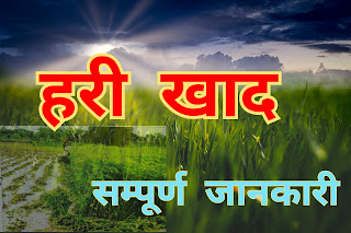 What is Green Manure in hindi, Benefits of Green Manure, l हरी खाद l बनाने की विधि , उपयोग व लाभ | हरी खाद का उपयोग कैसे करें | what is green manure in hindi 