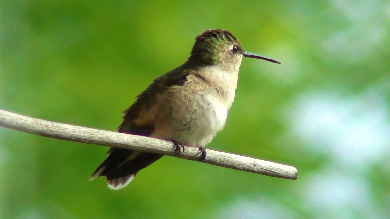 Repairs101 Ca How To Make An Easy Diy Hummingbird Feeder From A