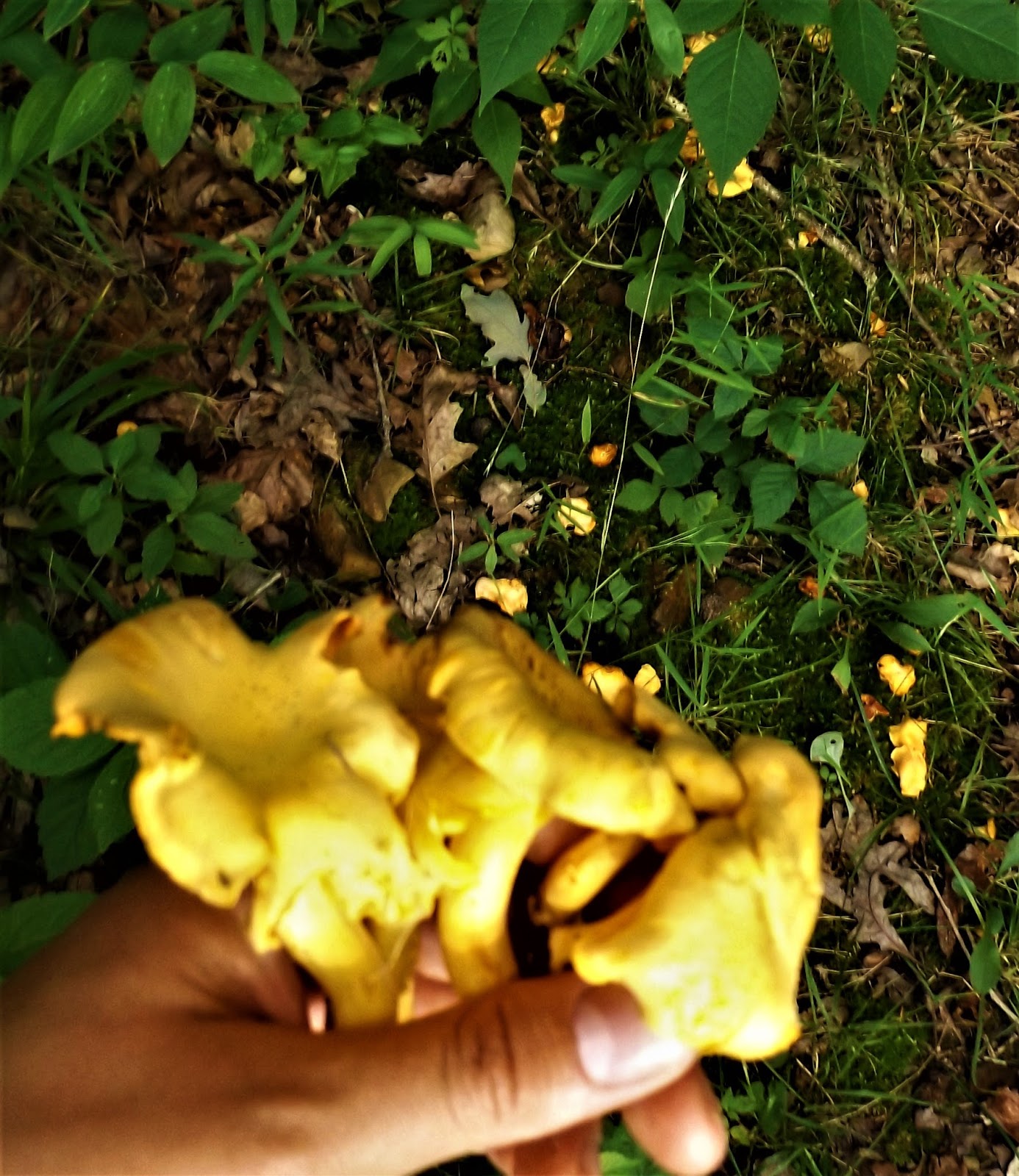Vegans Living Off the Land Garden tour video + Foraging for Chanterelle mushrooms + HUGE