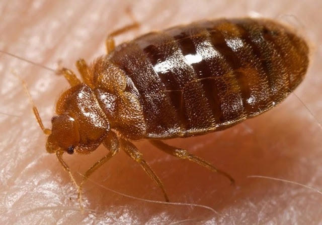 Bed Bugs Symptoms and Treatments