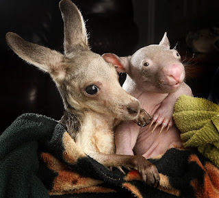 Cute Funny Animalz: Funny Wombat 2013 Best Images