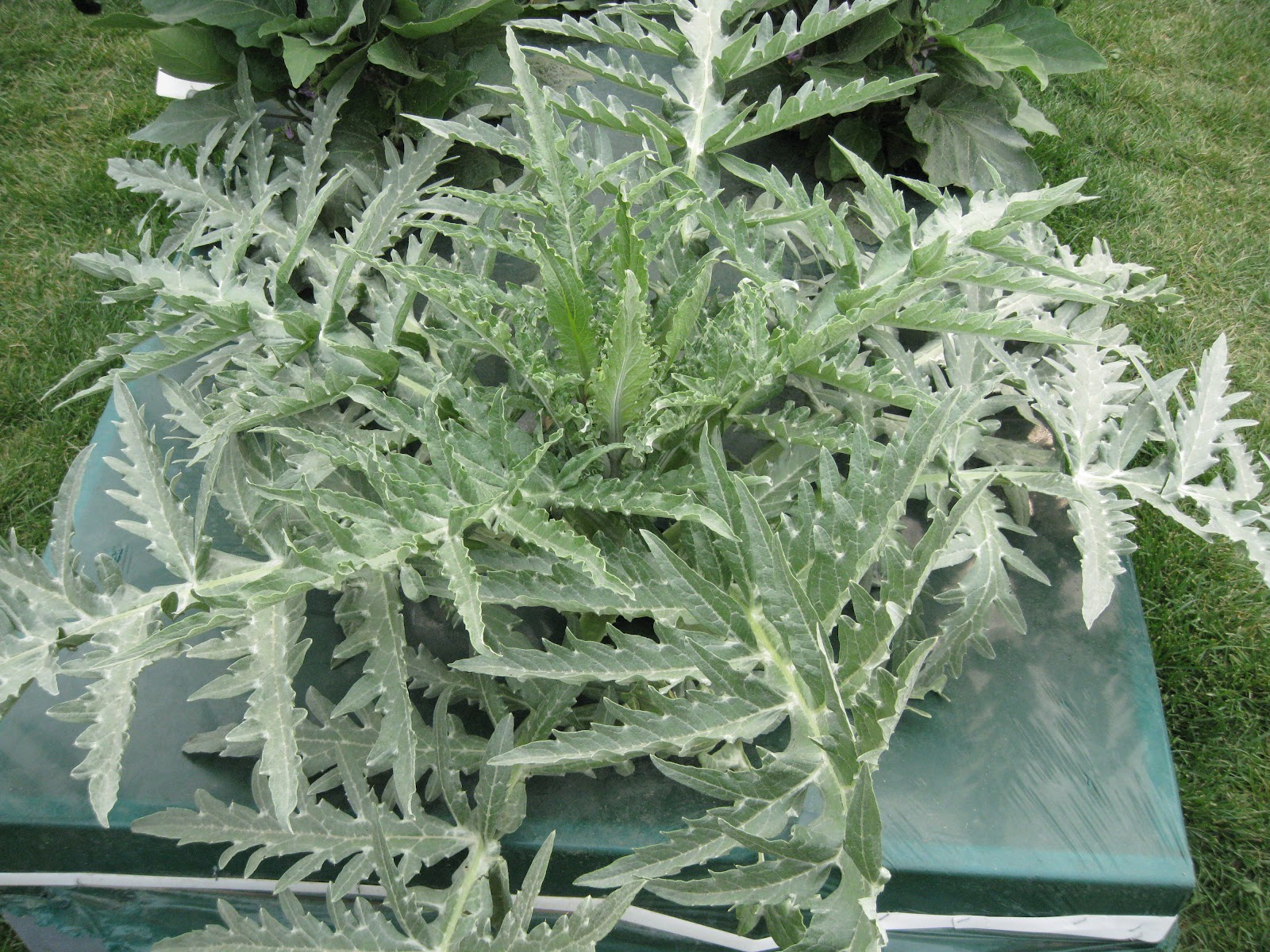 Edible Flowers in Alaska Alaska Master Gardener Blog